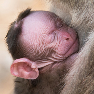 Kabini - Indische kroonaap baby